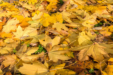 Yellow autumn leaves