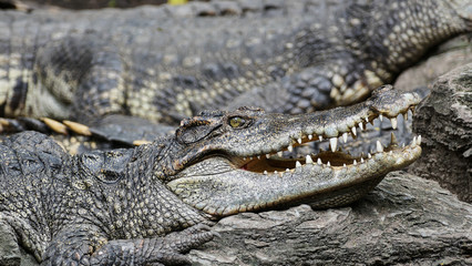 Crocodiles large aquatic reptiles that live throughout the tropics in  Farm ,Thailand