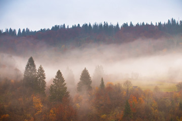 Rain in autumn colorful forest
