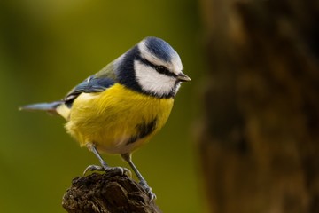Blaumeise steht auf einem Baumstamm