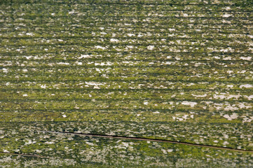 The old green wood texture with moss. Texture or background for copy space. graphics resources