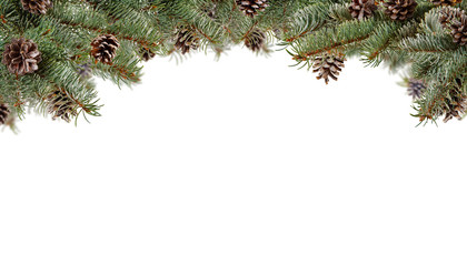 Fir branches with cones, isolated on white background