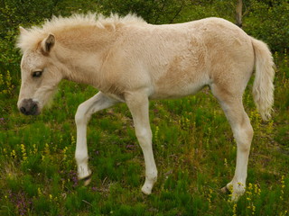 Naklejka na ściany i meble Icelandic Foal