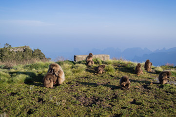 Obraz premium Group of Gelada Monkeys in the Simien Mountains, Ethiopia