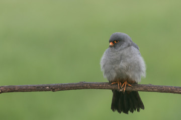 Red-footed falcon - Male