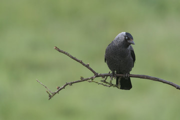 Western jackdaw