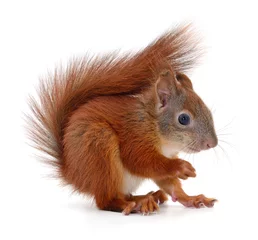 Foto op Plexiglas Eurasian red squirrel. © Anatolii