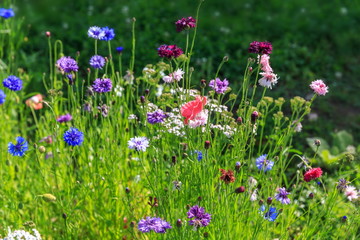 Beautiful meadow field with wild flowers. Spring or summer wildflowers closeup. Health care concept. Rural field. Alternative medicine. Environment.