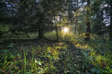 the evening sun at the horizon looks out through trees in the autumn wood