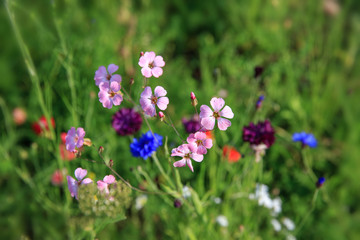 Beautiful meadow field with wild flowers. Spring or summer wildflowers closeup. Health care concept. Rural field. Alternative medicine. Environment.