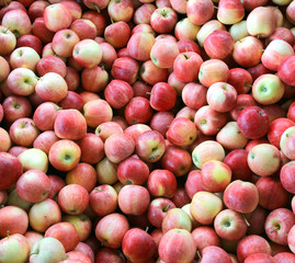 red organic apples just picked ready to be eaten