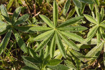 drops on leaves