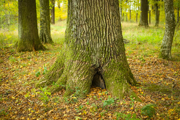 A view of the oak tree trunk in an autumn forest.