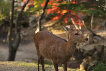 奈良公園　鹿と紅葉