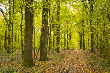 Obraz premium Forest in autumn