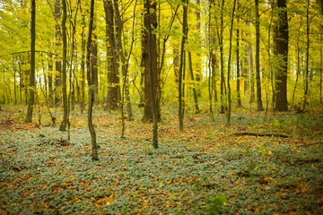 Forest in autumn