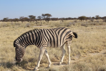 Obraz na płótnie Canvas Zebra in der Savanne