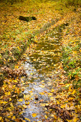 Puddle covered with autumn leaves