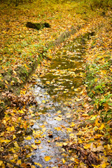 Puddle covered with autumn leaves