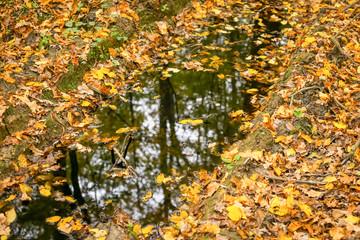 A reflection of trees in a puddle in an autumn forest covered with fallen leaves.