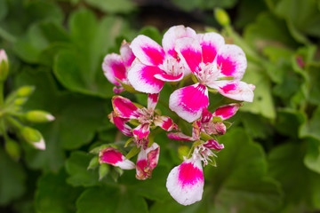 Pink Flowers