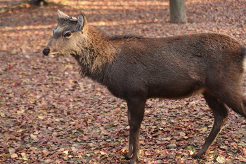奈良公園　鹿と紅葉