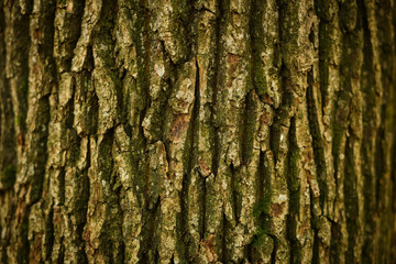 Tree bark texture