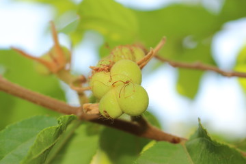 Unripe 