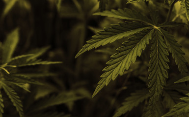  marijuana  background. bush cannabis.