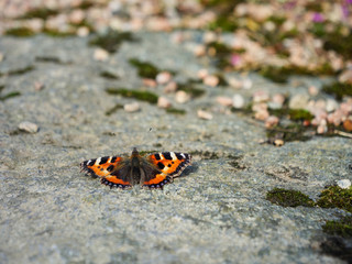 Fototapeta na wymiar close up butterfly on the stone