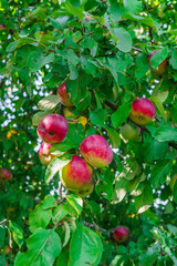 Apple garden full of riped red apples