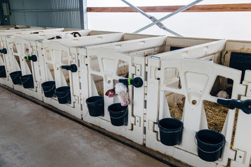 Young Montbliard diary calves in calf-boxes in the nursery