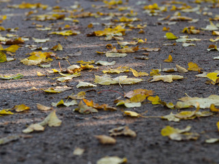 Autumn yellow leaves lying on the ground.