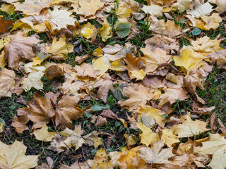 Autumn yellow leaves lying on the ground.