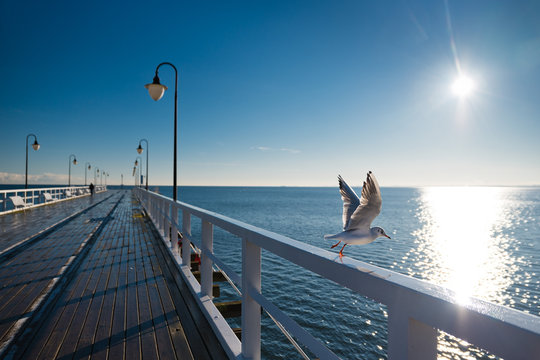  Seagulls starting fly from handrail at the Baltic Sea in Poland.