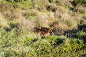 Group of Gelada Monkeys in the Simien Mountains, Ethiopia