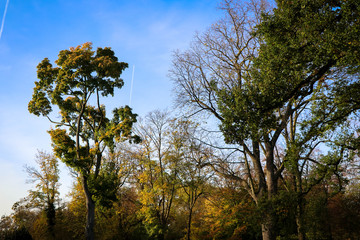 Bäume im Volksgarten Düsseldorf