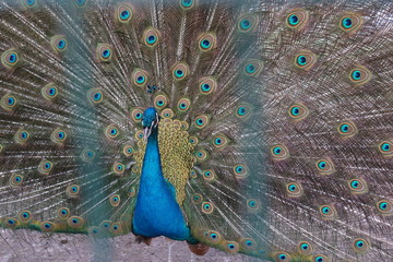 Obraz premium Summer nature