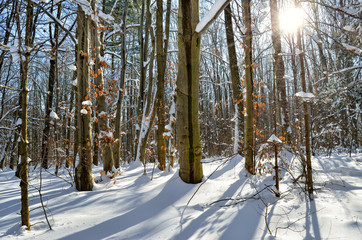 Sun rays through the trees in the winter forest.