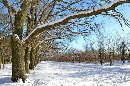 Winter trees covered with snow against the blue sky