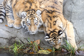 the tiger family