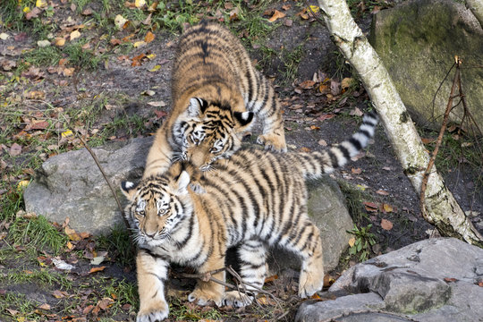 the tiger family