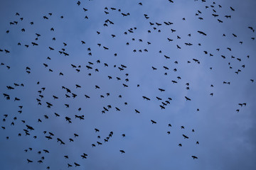 Flock of Birds Flying Through the Morning Sky