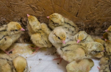 Chicken poultry farm.White layer hens growing in cages on livestock chicken coop farm.Natural meat source.Broiler hen for healthy meat.