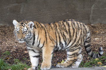Obraz premium the tiger family