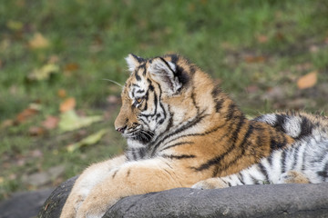the tiger family