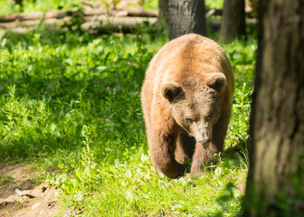 Brown bear walking in the wild