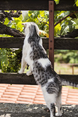 Cat standing upright and peeking