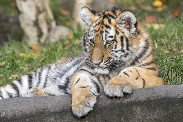 the tiger family