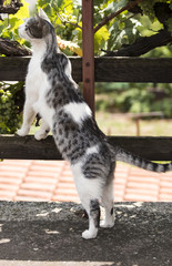 Cat standing upright and peeking